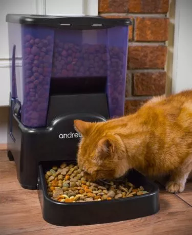 Katze an Futterautomat gewöhnen