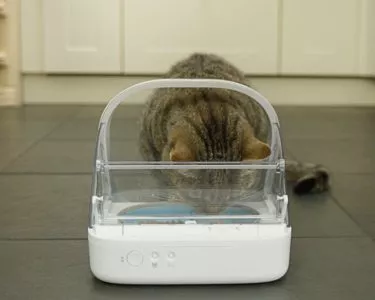 Katze daran gewöhnen aus Futterautomat zu fressen