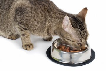 Bio Katzenfutter – Hoher Fleischanteil und Getreidefrei