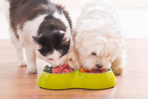 Biohundefutter - Gleiche gesunde Ernährung für Hunde