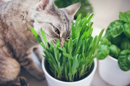 Katzengräser sollten für jede Wohnungskatze bereitstehen