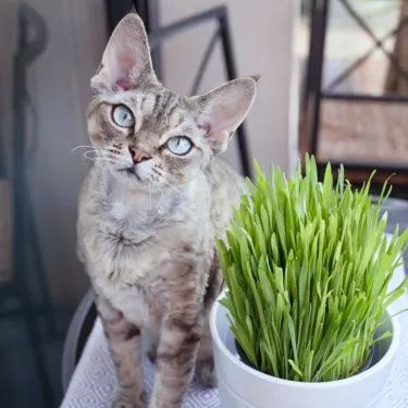 Katzengras ist für Katzen wichtig