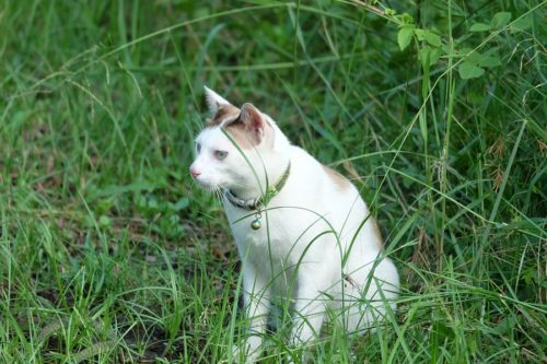 Katze in der freien Natur hat genügend Gräser zur Verfügung