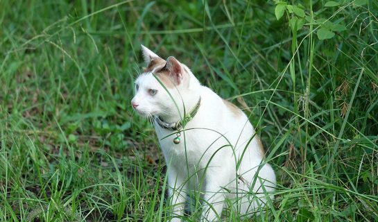 Ist Katzengras gut für Katzen?