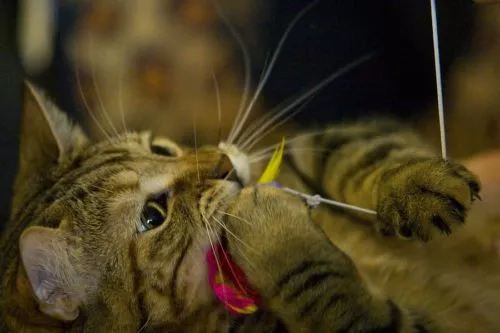 Spielzeug mit Baldrian für Katzen