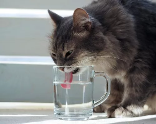 Katzen zum trinken animieren