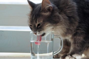 10 Wege damit die Katze mehr trinkt