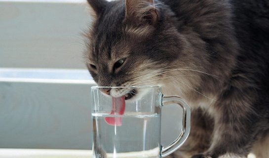 10 Wege damit die Katze mehr trinkt