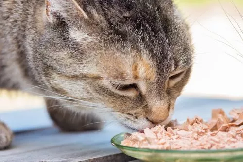 Katze frisst ihr Katzenfutter