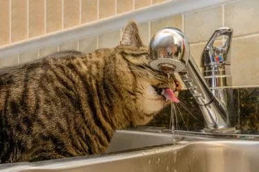 Flüssigkeitsbedarf bei Katzen