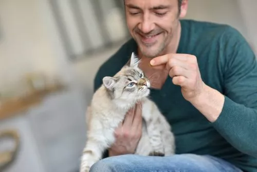 Katze automatisiert füttern