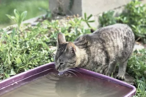 Katze trinkt aus Regenwassertonne