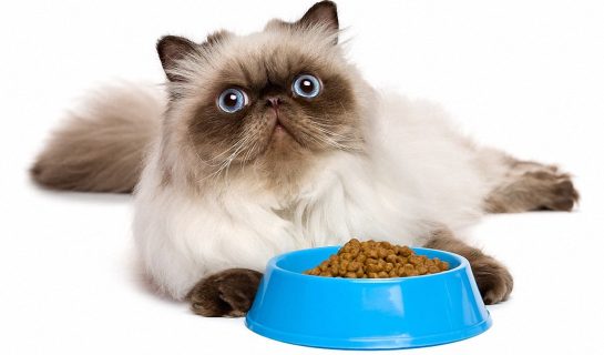 10 Wege damit mäkelige Katzen wieder fressen