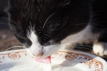 Ist Katzenmilch für Katzen schädlich?