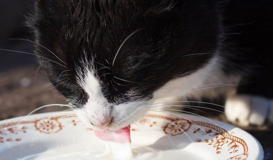 Ist Katzenmilch für Katzen schädlich?