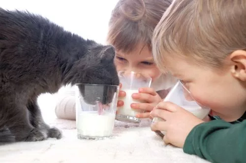 Ist Katzenmilch gut für Katzen?