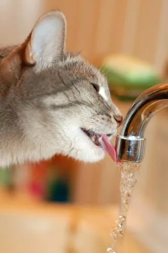 Katze trinkt aus Wasserhahn