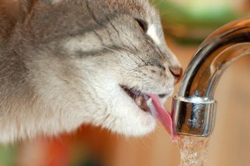 Trinkbrunnen für Katzen – Hilfreicher Wasserspender