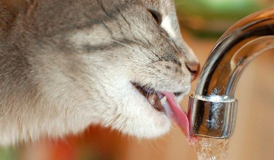Trinkbrunnen für Katzen – Hilfreicher Wasserspender