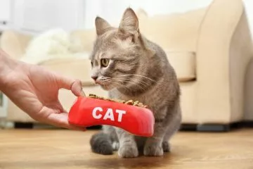 Wie kann man Katzen an Futterautomat gewöhnen?