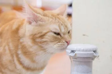 Wasserspender für Katzen
