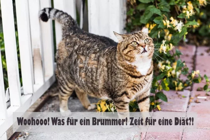 Katze mit Übergewicht