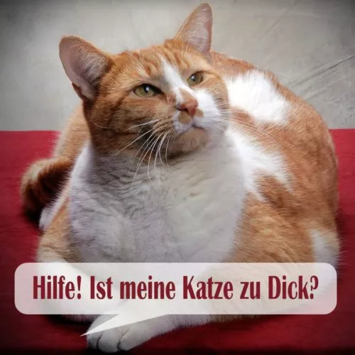 Übergewicht bei Katzen