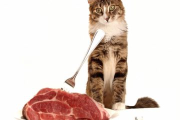 Artgerechte Rohfleischfütterung für Katzen