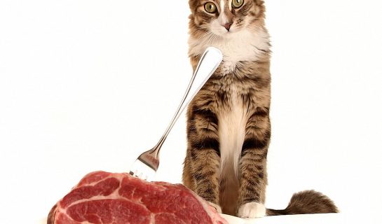 Artgerechte Rohfleischfütterung für Katzen