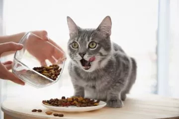 Getreidefreies Katzenfutter – Ohne Getreide für eine gesündere Ernährung