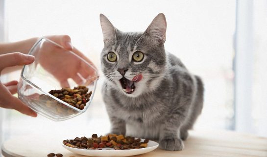 Getreidefreies Katzenfutter – Ohne Getreide für eine gesündere Ernährung