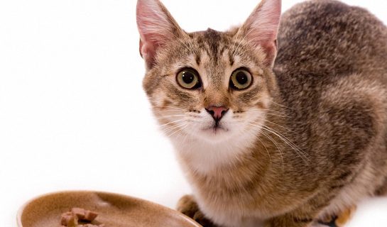 Hypoallergenes Katzenfutter – wenn der Stubentiger nicht mehr alles verträgt