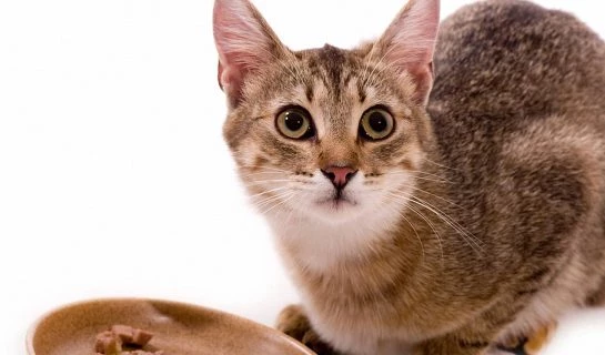 Hypoallergenes Katzenfutter – wenn der Stubentiger nicht mehr alles verträgt