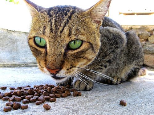 Katzenfutter Trockenfutter Vorteile und Nachteile