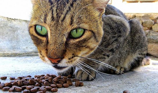 Katzenfutter: Trockenfutter oder Nassfutter – Was ist das beste?