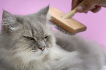 Haarballen bei der Katze – Hilfe und Vermeidung