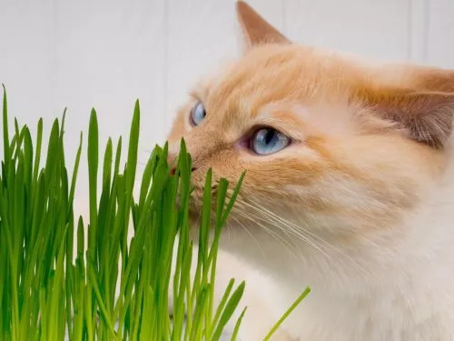 Katzengras hilft bei der Verdauung