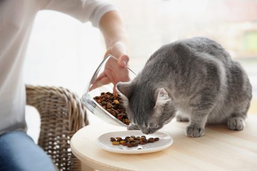 Spezialfutter für Katzen bei Nieren- und Blasenproblemen