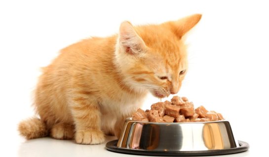 Katzenfutter für Kitten – wie füttere ich meine junge Katze richtig?