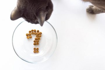 Katzen richtig füttern: Tipps für die Katzenfütterung