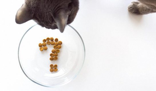 Katzen richtig füttern: Tipps für die Katzenfütterung