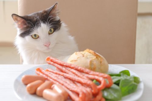Giftige Lebensmittel für Katzen