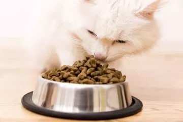 Katzenfutter für Seniorkatzen – Gutes Futter für alte Katzen