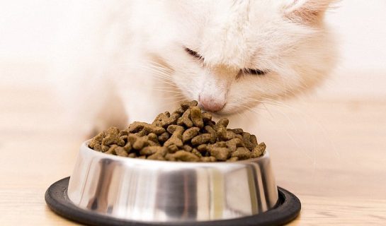 Katzenfutter für Seniorkatzen – Gutes Futter für alte Katzen