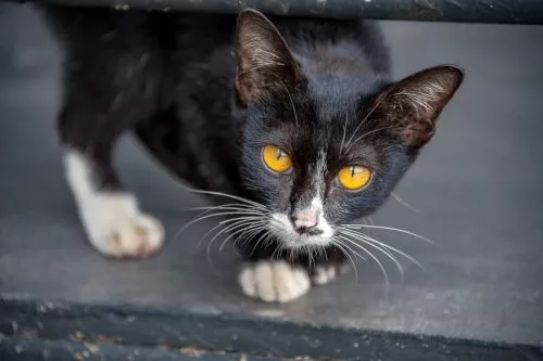 Untergewicht bei Katzen