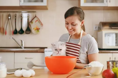 Katzenfutter selber machen