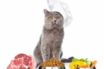 Katzenfutter selber machen – Kochen für die Katze
