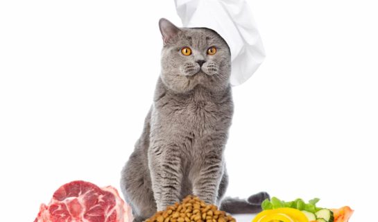Katzenfutter selber machen – Kochen für die Katze