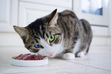 Taurin für die Katze – Wichtiger Bestandteil in der Katzennahrung