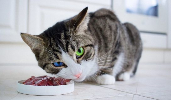 Taurin für die Katze – Wichtiger Bestandteil in der Katzennahrung
